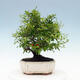 Izbová bonsai-Punic granatum nana-Granátové jablko - 5/6