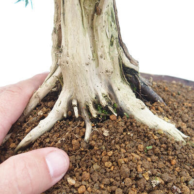 Vonkajšie bonsai - Juniperus chinensis -Jalovec čínsky - 5