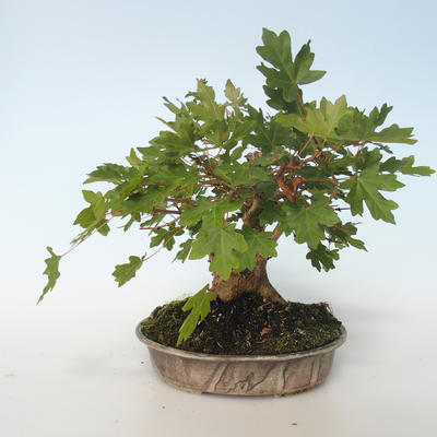 Vonkajšia bonsai-Acer campestre-Javor poľný 408-VB2019-26807 - 5