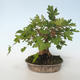 Vonkajšia bonsai-Acer campestre-Javor poľný 408-VB2019-26807 - 5/5