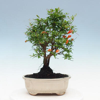 Izbová bonsai-Punic granatum nana-Granátové jablko - 5