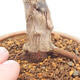 Vonkajšie bonsai - Javor palmatum DESHOJO - Javor dlaňolistý - 5/6