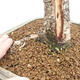 Vonkajší bonsai -Larix decidua - Smrekovec opadavý - 5/7
