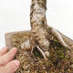Vonkajší bonsai -Larix decidua - Smrekovec opadavý - 5/6