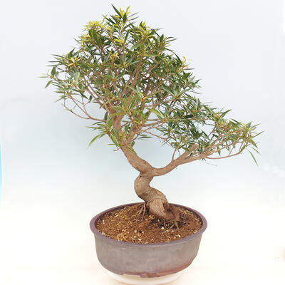 Izbová bonsai - Ficus nerifolia - malolistý fikus - 5