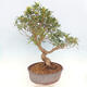 Izbová bonsai - Ficus nerifolia - malolistý fikus - 5/5