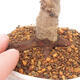 Vonkajšie bonsai - Javor palmatum DESHOJO - Javor dlaňolistý - 5/6