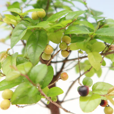 Izbová bonsai - Sagerécia thea - Sagerécia thea - 5