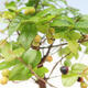 Izbová bonsai - Sagerécia thea - Sagerécia thea - 5/5