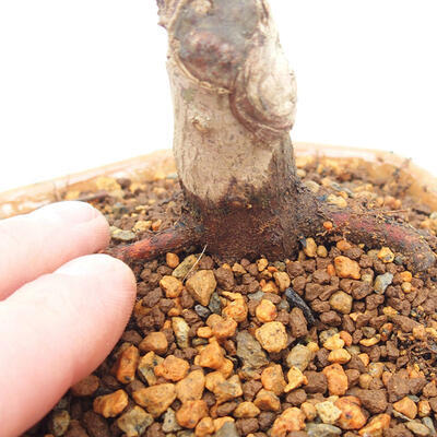 Vonkajšie bonsai - Javor palmatum DESHOJO - Javor dlaňolistý - 5
