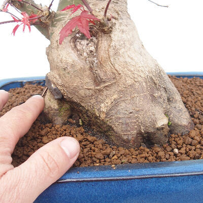 Vonkajší bonsai - Javor palmatum DESHOJO - Javor dlanitolistý - 5