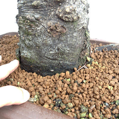 Vonkajší bonsai Quercus Cerris - Dub Cer - 5