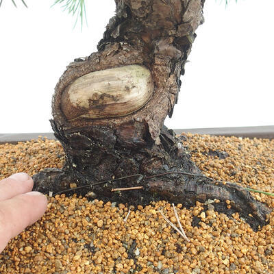 Vonkajšie bonsai - Pinus thunbergii - Borovica thunbergova - 5