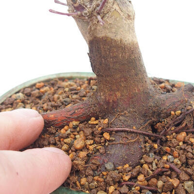 Vonkajšie bonsai - Javor palmatum DESHOJO - Javor dlaňolistý - 5
