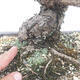 Vonkajšie bonsai - Pinus thunbergii - Borovica thunbergova - 5/5