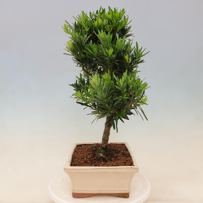 Izbová bonsai - Podocarpus - Kamenný tis - 5