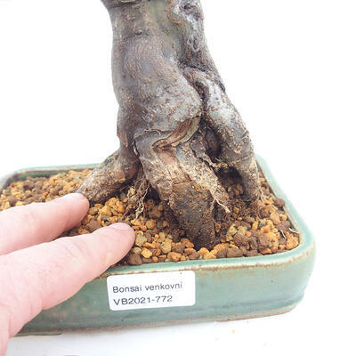 Vonkajšie bonsai - Pseudocydonia sinensis - Dula čínska - 5
