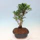 Izbová bonsai - Ficus kimmen - malolistý fikus - 5/5