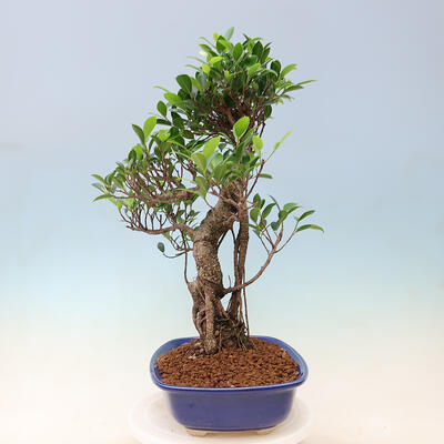 Izbová bonsai - Ficus kimmen - malolistý fikus - 5