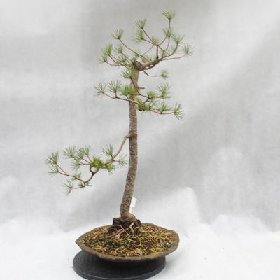 Vonkajší bonsai -Borovice lesná - Pinus sylvestris - 5