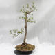 Vonkajší bonsai -Borovice lesná - Pinus sylvestris - 5/5