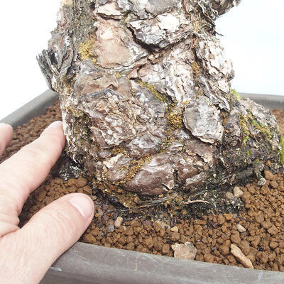 Vonkajšie bonsai - Pinus parviflora - borovica drobnokvetá - 5