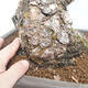 Vonkajšie bonsai - Pinus parviflora - borovica drobnokvetá - 5/5