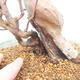 Vonkajšie bonsai - Pseudocydonia sinensis - Dula čínska - 5/7