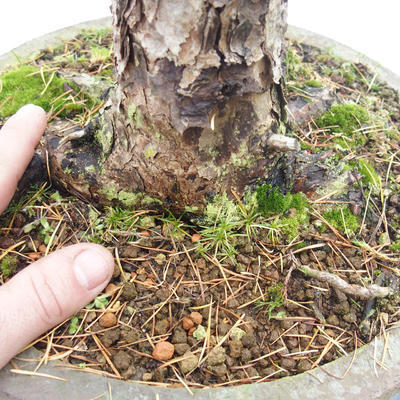 Vonkajší bonsai -Modřín opadavý- Larix decidua - 5