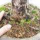 Vonkajší bonsai -Modřín opadavý- Larix decidua - 5/7