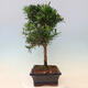 Izbová bonsai - Podocarpus - Kamenný tis - 5/7