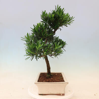 Izbová bonsai - Podocarpus - Kamenný tis - 5