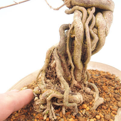 Vonkajšie bonsai - krásnoplodka Callicarpa - 5