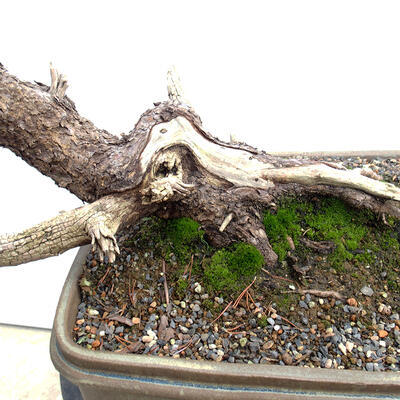 Vonkajší bonsai -Borovice blatka - Pinus uncinata - 5