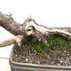 Vonkajší bonsai -Borovice blatka - Pinus uncinata - 5/5