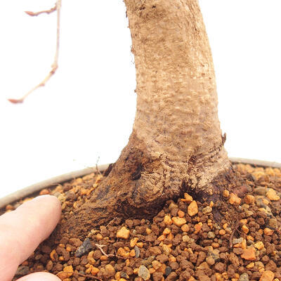 Vonkajší bonsai -Carpinus CARPINOIDES - Hrab kórejský - 5
