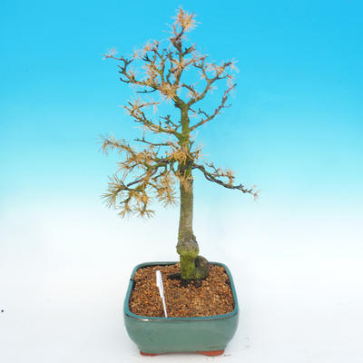Vonkajší bonsai -Modřín opadavý-Larix decidua - 5