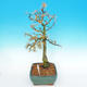 Vonkajší bonsai -Modřín opadavý-Larix decidua - 5/5