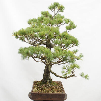Vonkajší bonsai - Pinus parviflora - Borovica drobnokvetá - 5