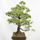 Vonkajší bonsai - Pinus parviflora - Borovica drobnokvetá - 5/5