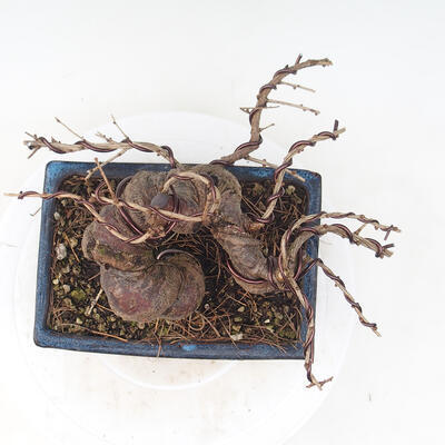 Vonkajší bonsai -Larix decidua - Smrekovec opadavý - 5