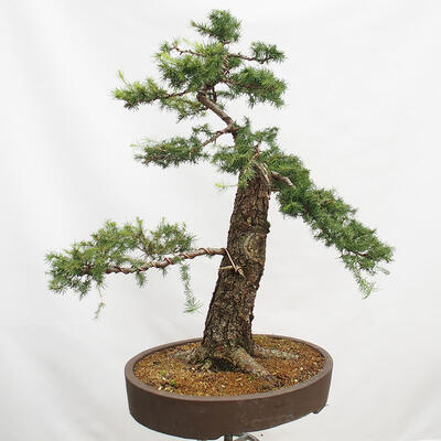 Vonkajší bonsai Smrekovec opadavý Larix decidua - 5