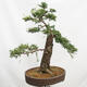Vonkajší bonsai Smrekovec opadavý Larix decidua - 5/5