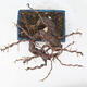 Vonkajší bonsai -Larix decidua - Smrekovec opadavý - 5/5