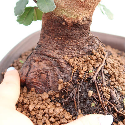 Izbová bonsai - Rohovnik obecny, svätojansky chlieb-Ceratonia sp. - 5