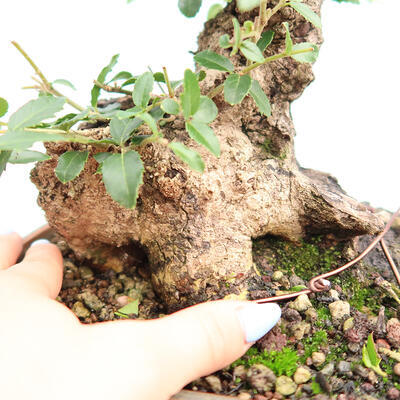 Izbová bonsai - Jamovec širokolistý - Phillyrea latifolia - 5