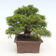 Vonkajšie bonsai - Juniperus chinensis Itoigawa-Jalovec čínsky - 5/6