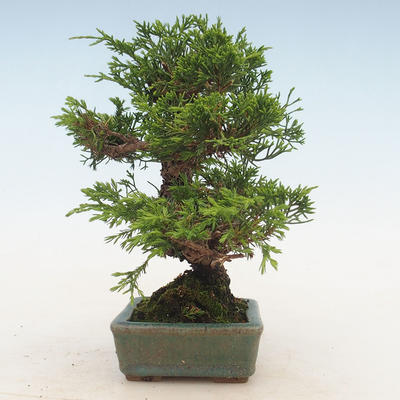 Vonkajšie bonsai - Juniperus chinensis Itoigawa-Jalovec čínsky - 5