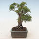 Vonkajšie bonsai - Juniperus chinensis -Jalovec čínsky - 5/5
