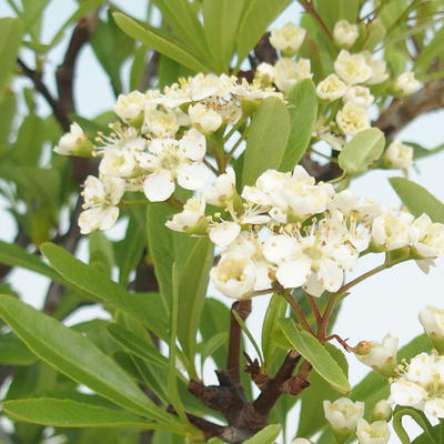 Vonkajšia bonsai-Pyracanta Teton -Hlohyně - 5